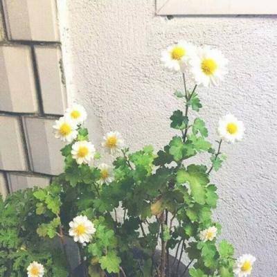 盛世皇城刀刀切割手游(暂未上线)v2.0 官方安卓版